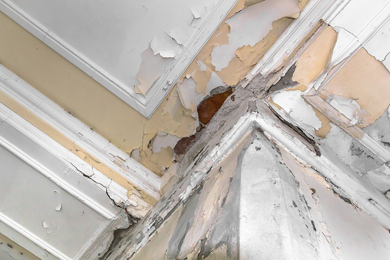 Dry Rot Repair